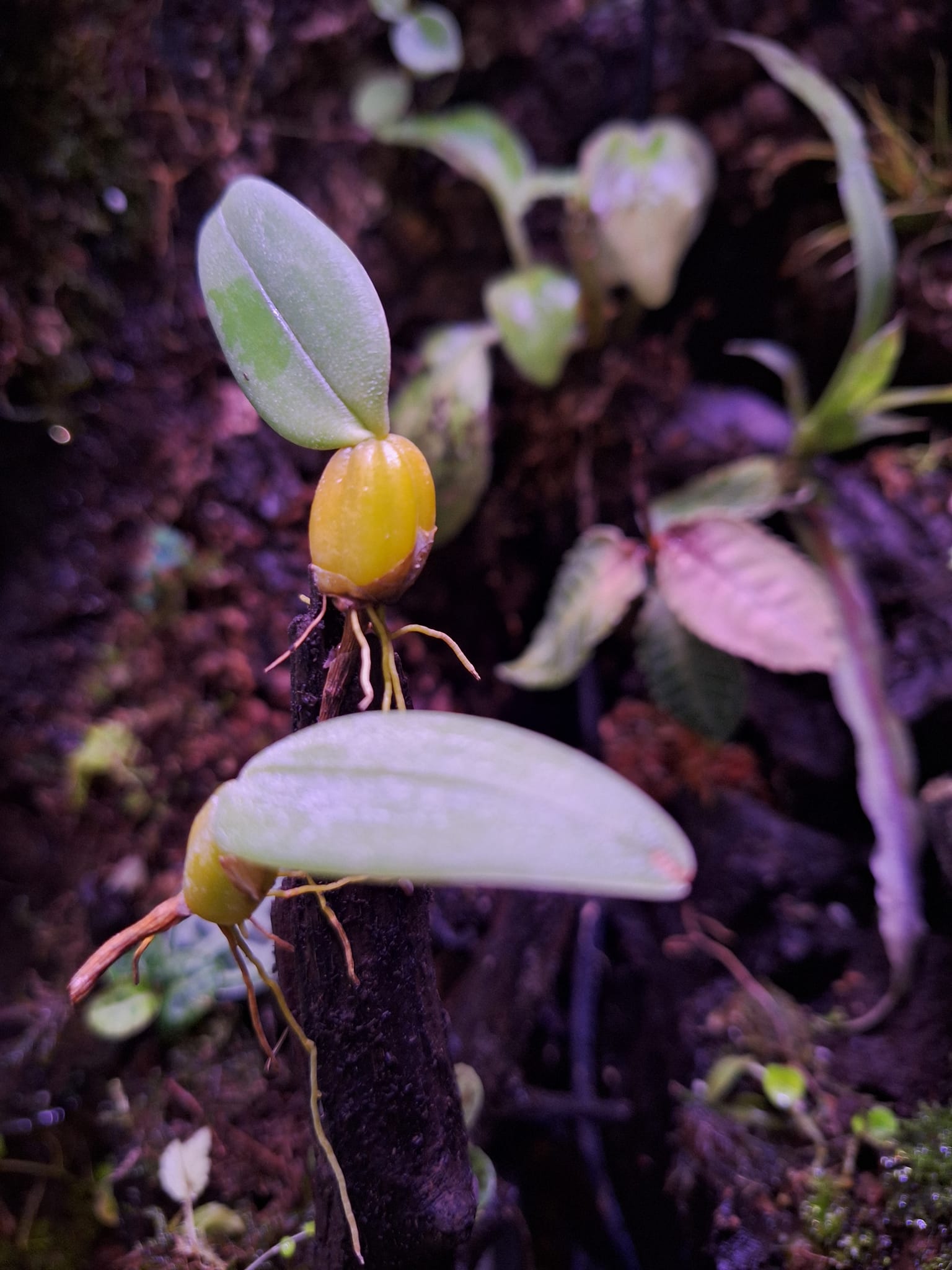 Bulbophyllum eberhardtii
